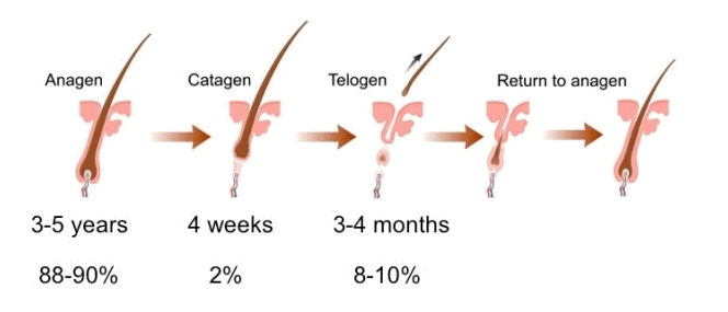 髪の毛の成長サイクル