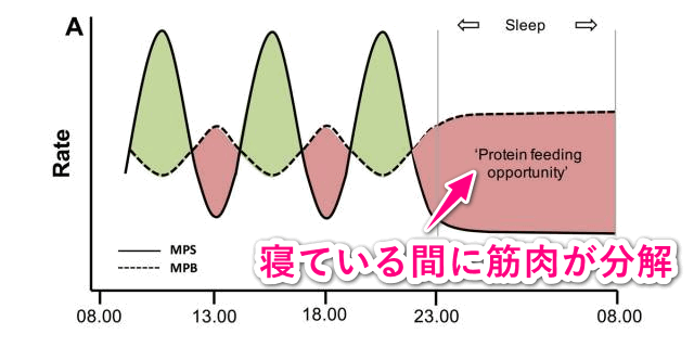 寝ている間に筋肉は分解されます