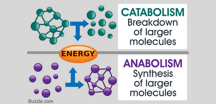 アナボリズムとカタボリズム